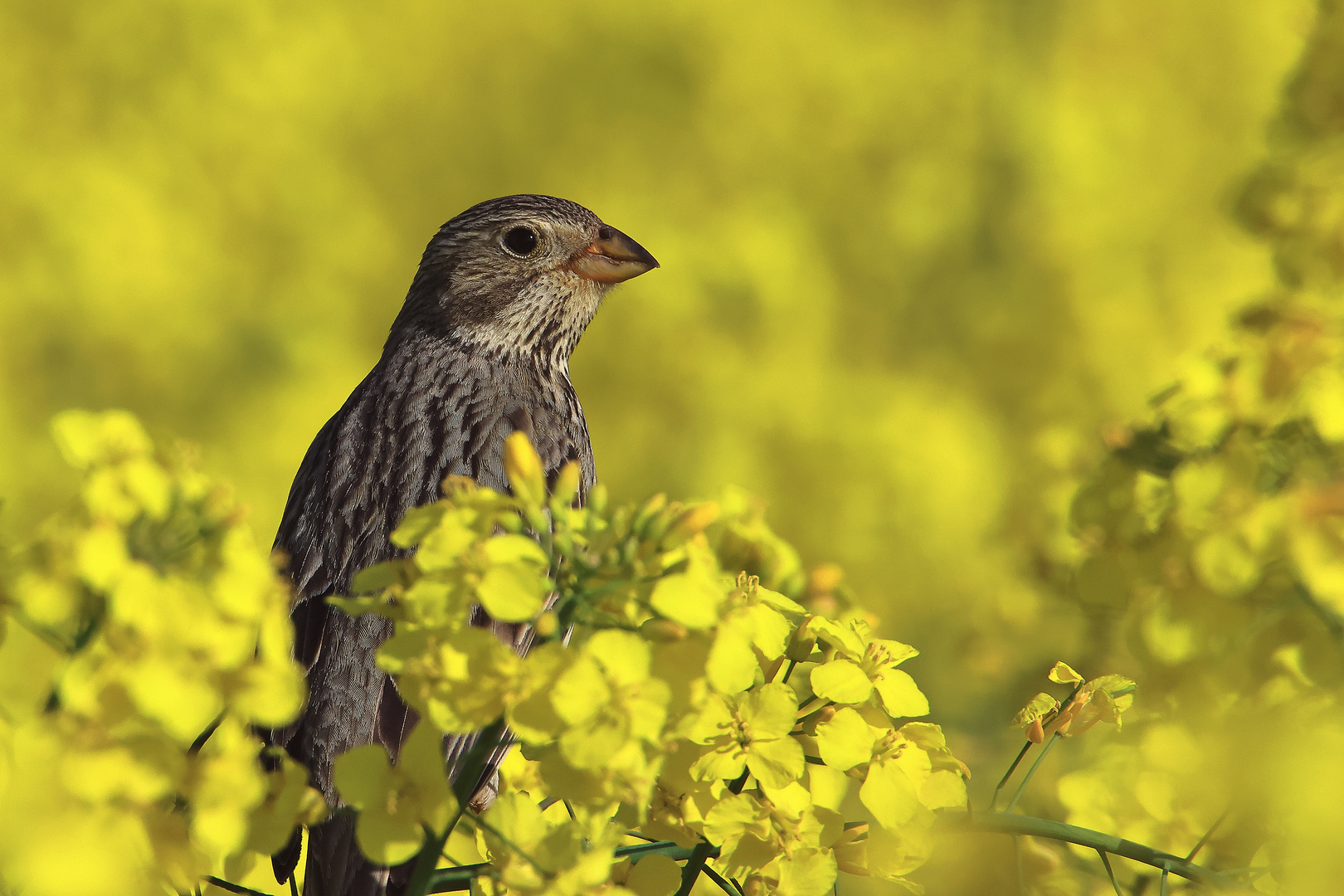 Grauammer Emberiza calandra