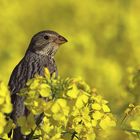 Grauammer Emberiza calandra