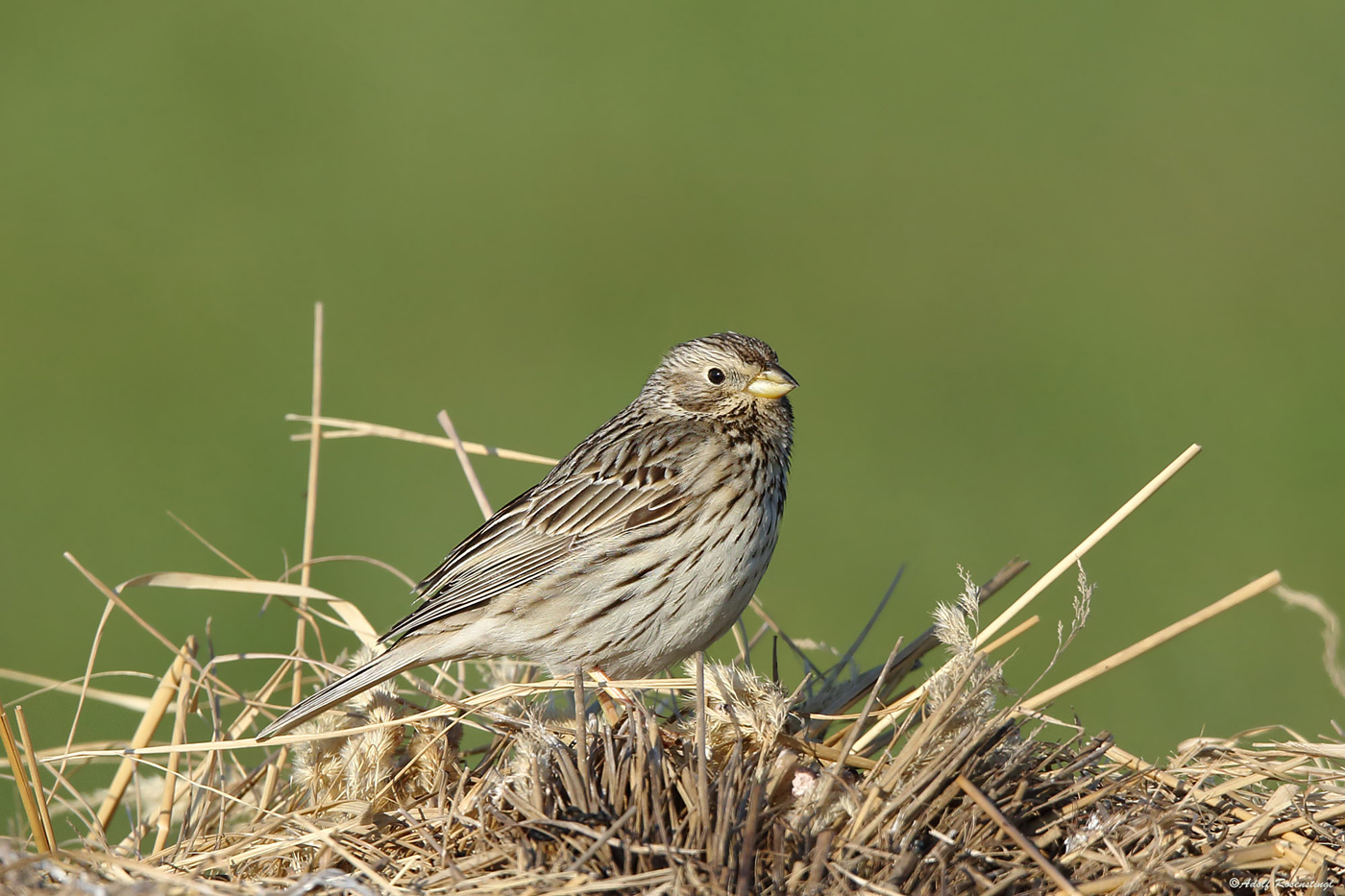 Grauammer (Emberiza calandra) 