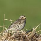 Grauammer (Emberiza calandra) 