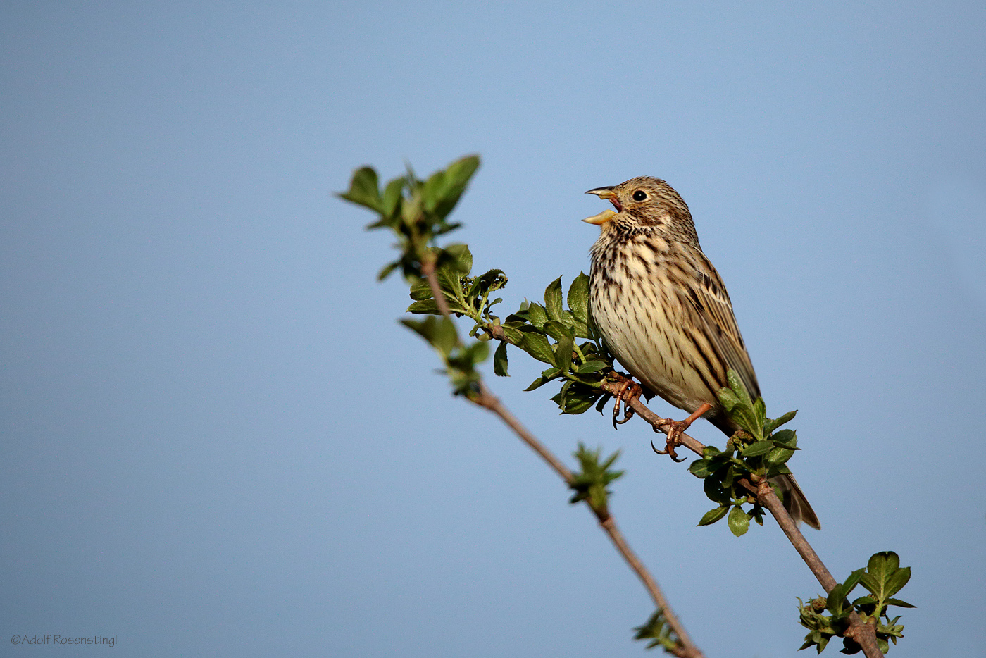 Grauammer (Emberiza calandra) 