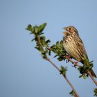 Grauammer (Emberiza calandra) 