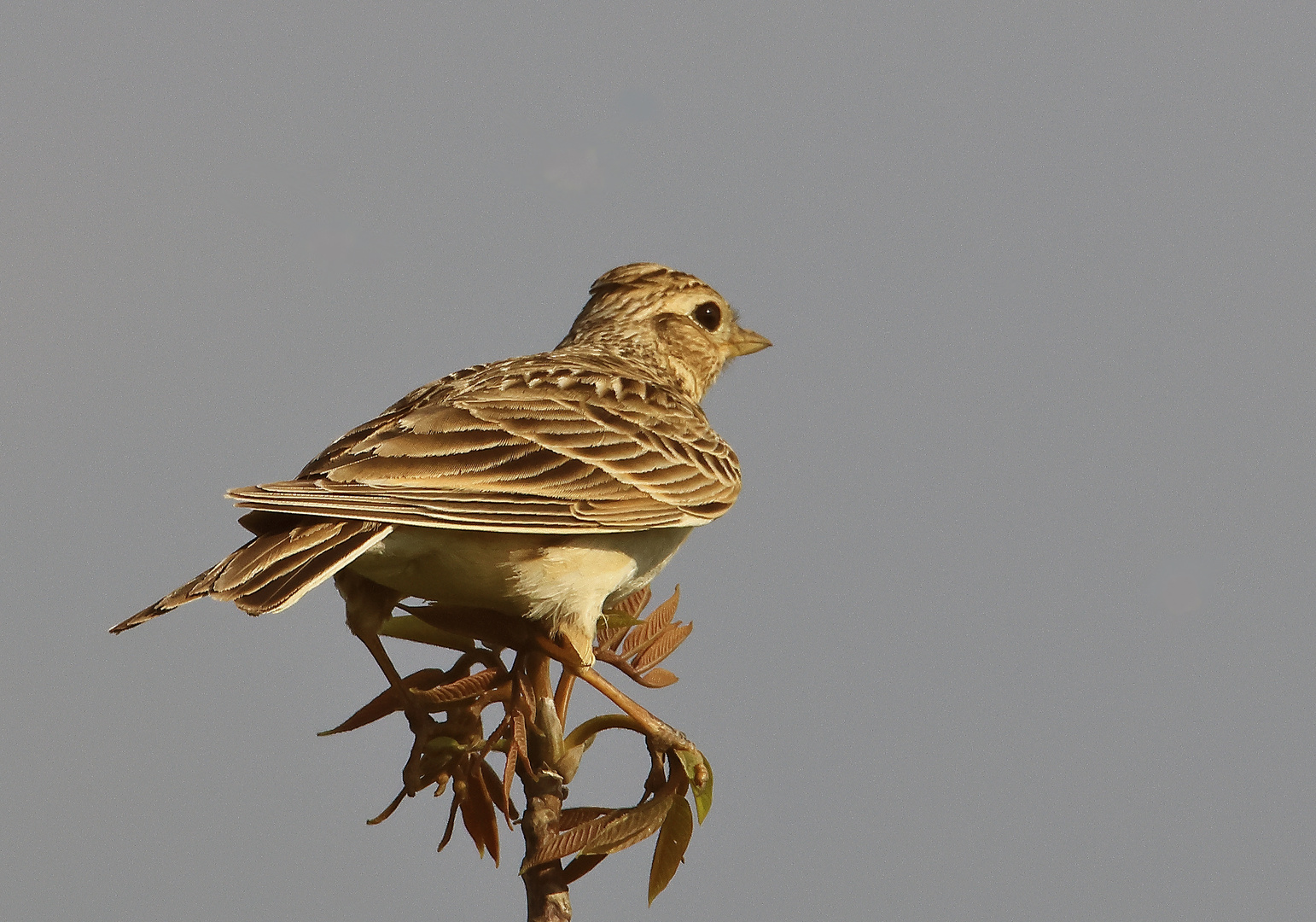 Grauammer Emberiza calandra