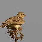 Grauammer Emberiza calandra