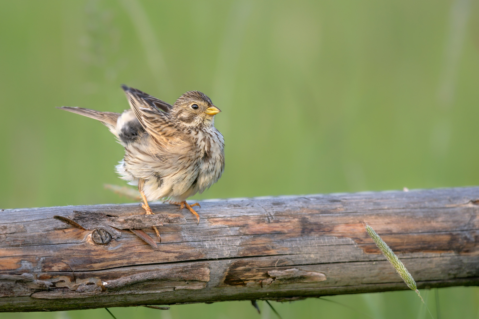 Grauammer (Emberiza calandra)