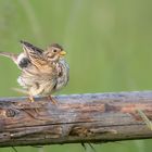 Grauammer (Emberiza calandra)