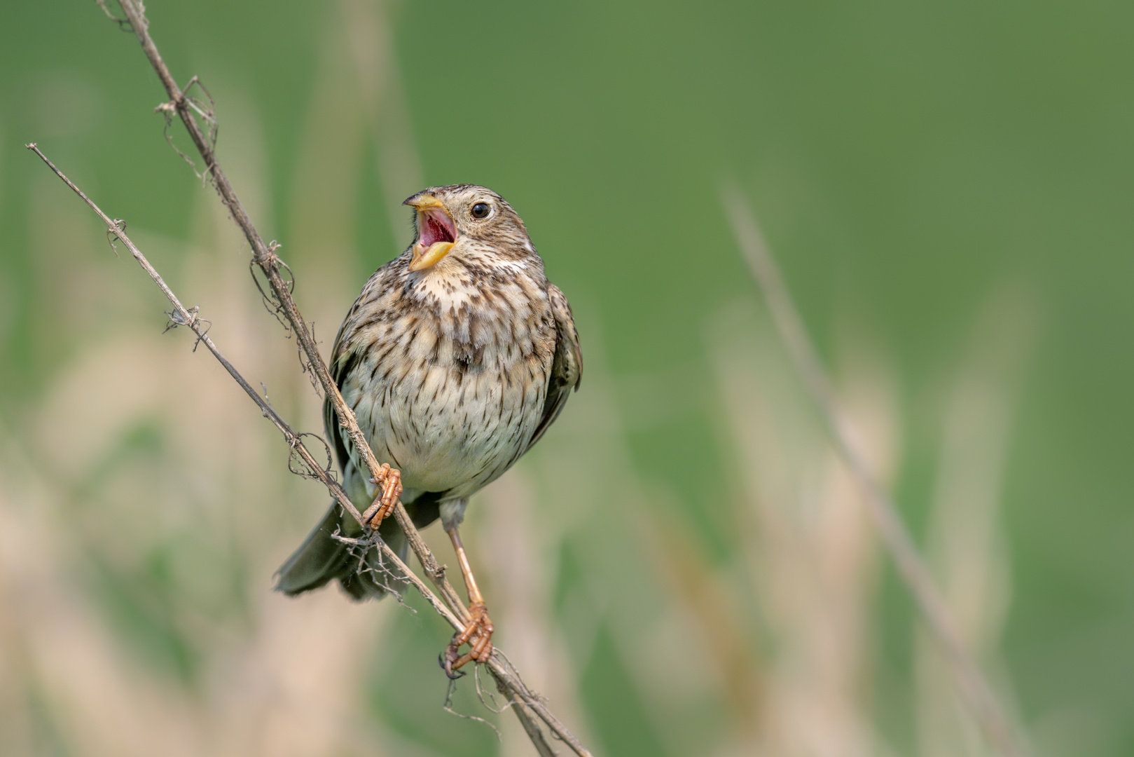 Grauammer (Emberiza calandra)