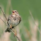 Grauammer (Emberiza calandra)