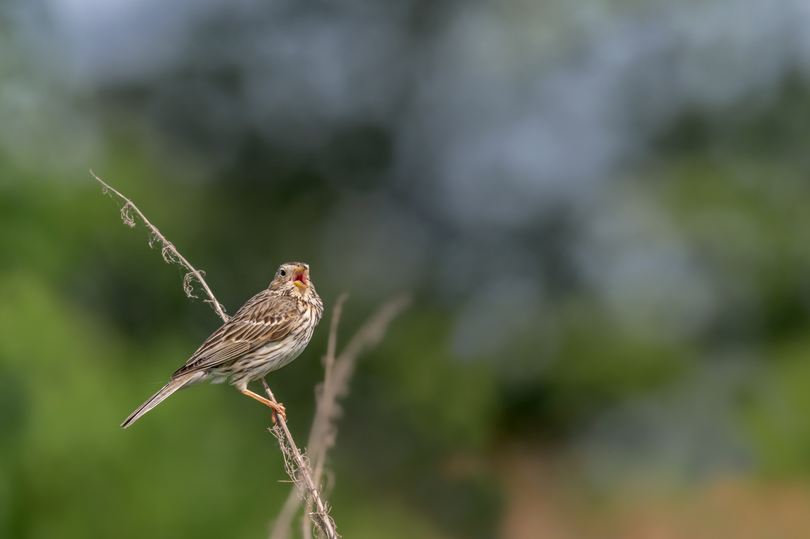 Grauammer (Emberiza calandra)