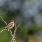 Grauammer (Emberiza calandra)