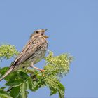 Grauammer (Emberiza calandra)