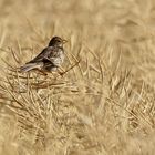 Grauammer Emberiza calandra