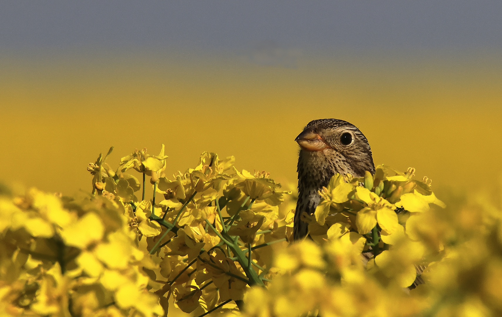 Grauammer Emberiza calandra