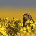 Grauammer Emberiza calandra