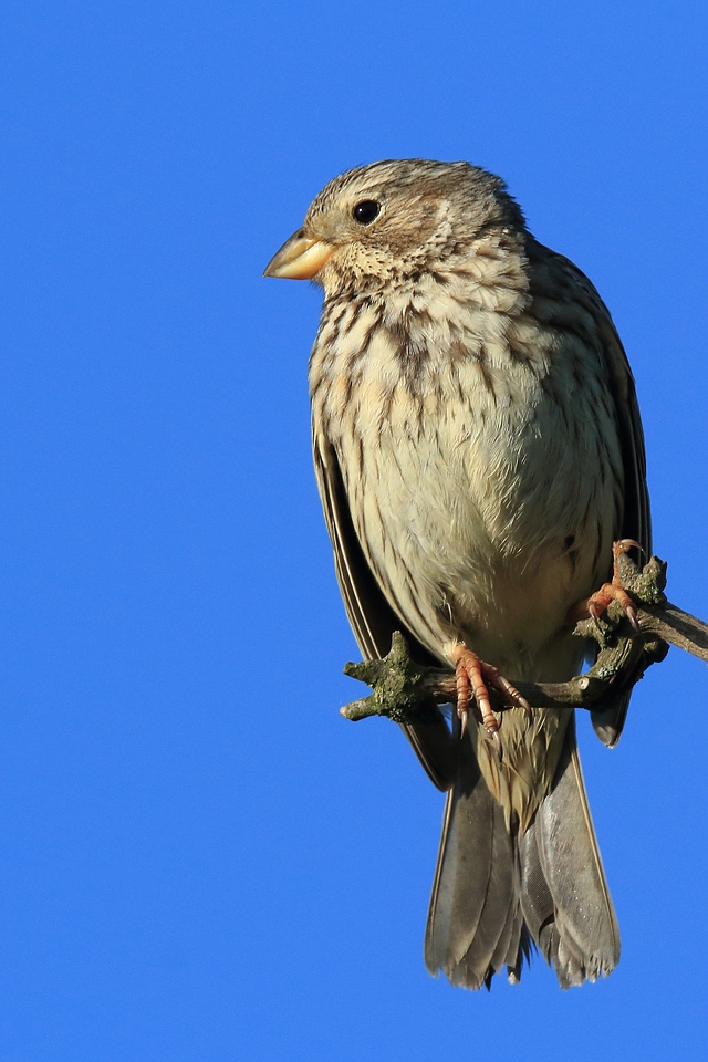 Grauammer (Emberiza calandra)