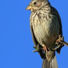 Grauammer (Emberiza calandra)