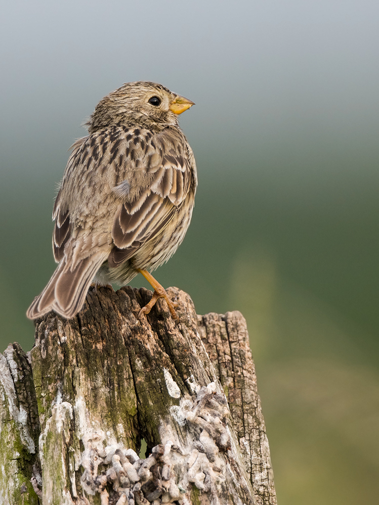 Grauammer (Emberiza calandra)