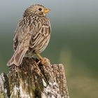 Grauammer (Emberiza calandra)