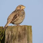 Grauammer (Emberiza calandra)