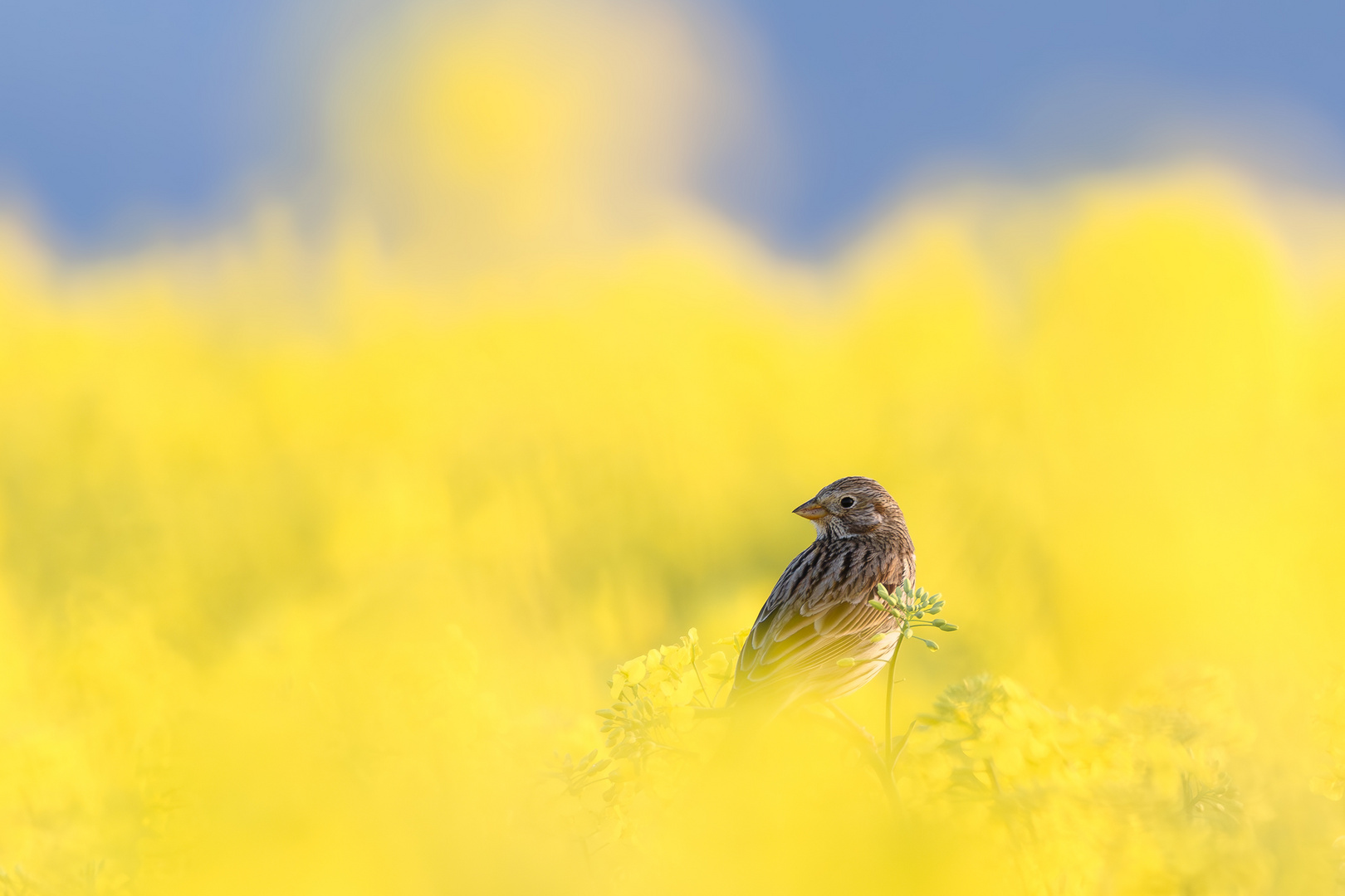 Grauammer (Emberiza calandra) im Rapsblütendschungel.