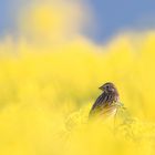 Grauammer (Emberiza calandra) im Rapsblütendschungel.