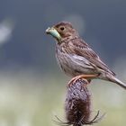 Grauammer  (Emberiza calandra, Syn.: Miliaria calandra) mit Futter 