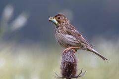 Grauammer  (Emberiza calandra, Syn.: Miliaria calandra) mit Futter 