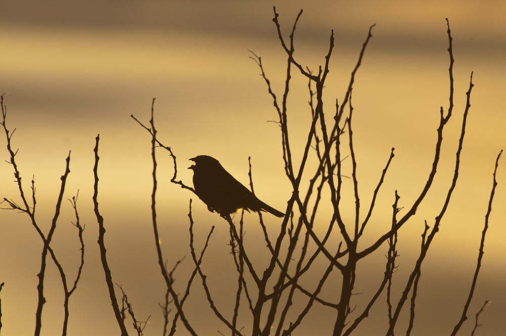 Grauammer im Abendlicht