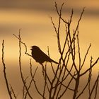 Grauammer im Abendlicht