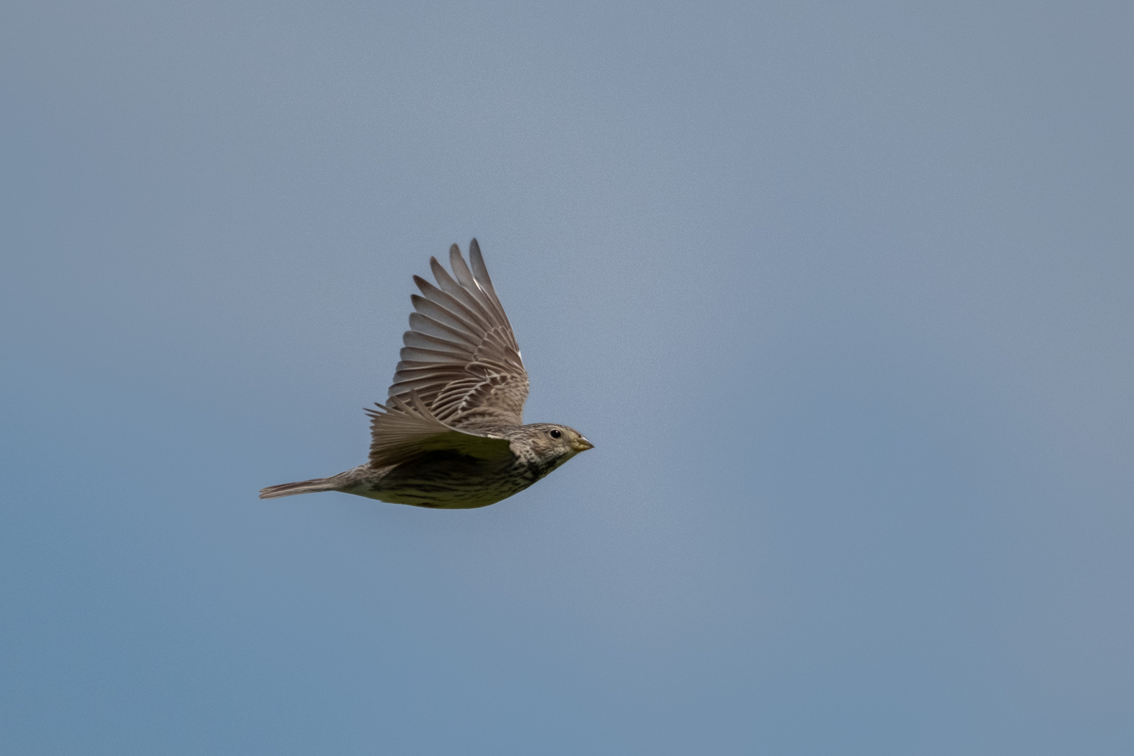 Grauammer im Flug