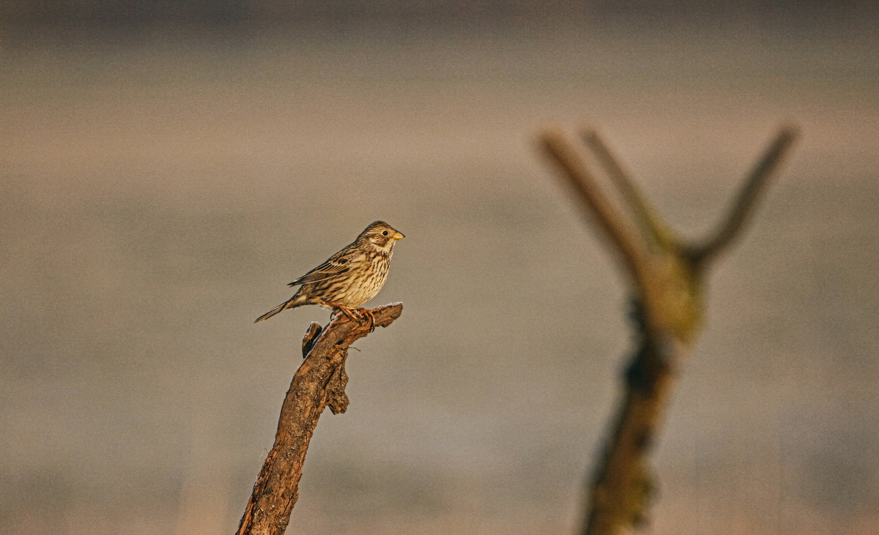 Grauammer in der Morgensonne