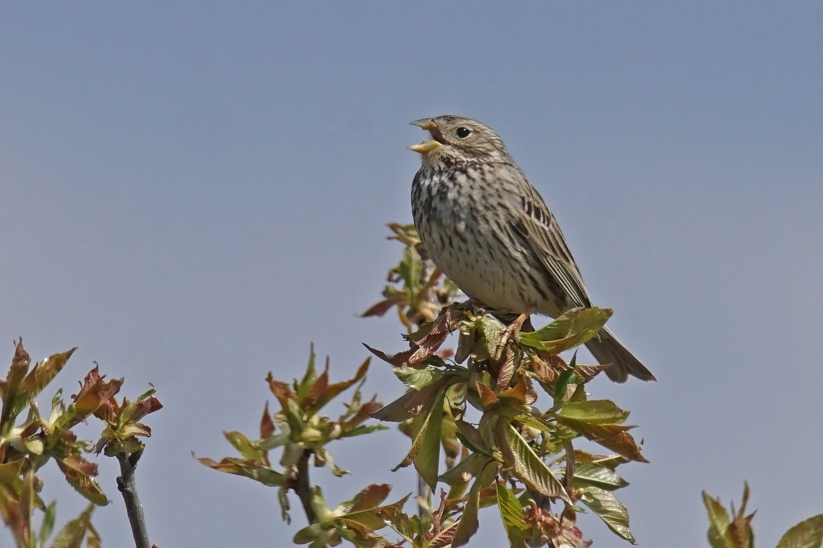 Grauammer (Miliaria calandra), Männchen