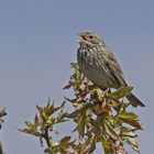 Grauammer (Miliaria calandra), Männchen