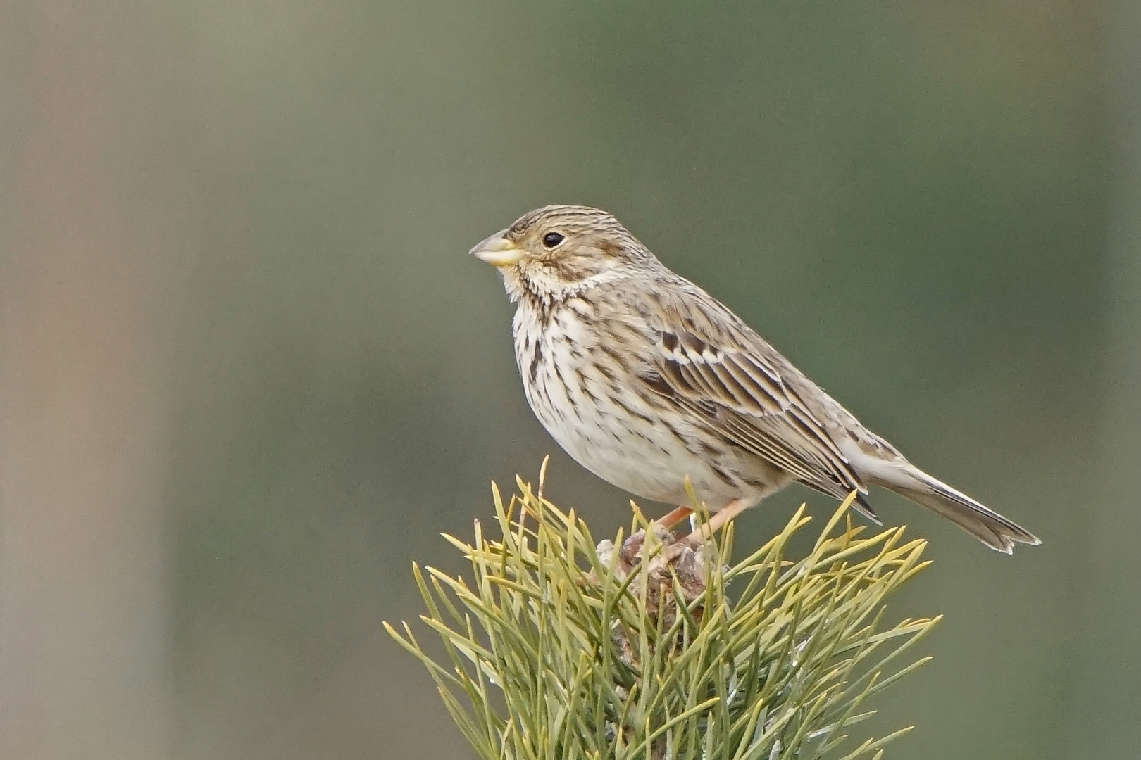 Grauammer (Miliaria calandra), Männchen