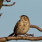 Grauammer(Emberiza calandra, Syn.: Miliaria calandra) im Dezember 