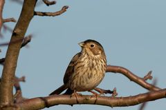 Grauammer(Emberiza calandra, Syn.: Miliaria calandra) im Dezember 