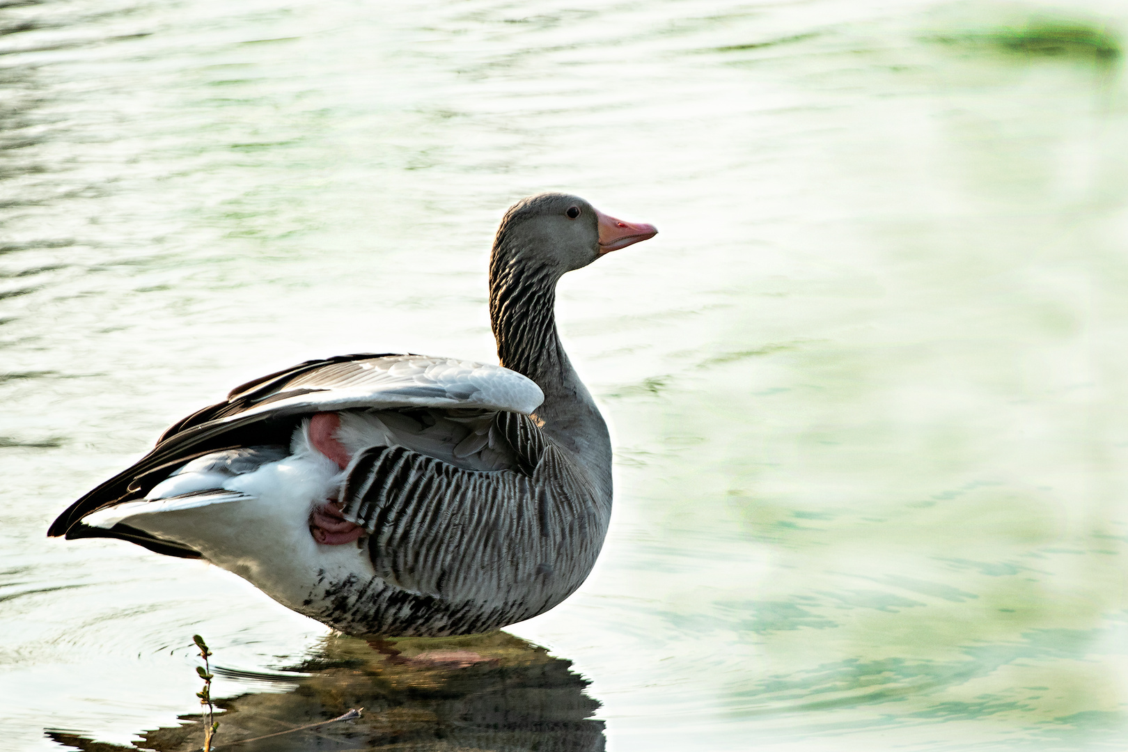 Grauans im Britzer Garten