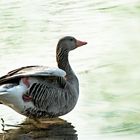 Grauans im Britzer Garten