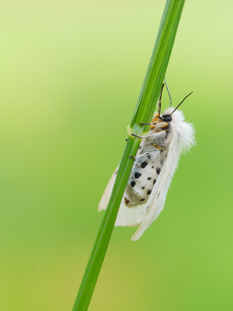 Graubär 