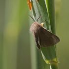 Graubär oder Hellgrauer Fleckleib-Bär (Diaphora mendica), Männchen