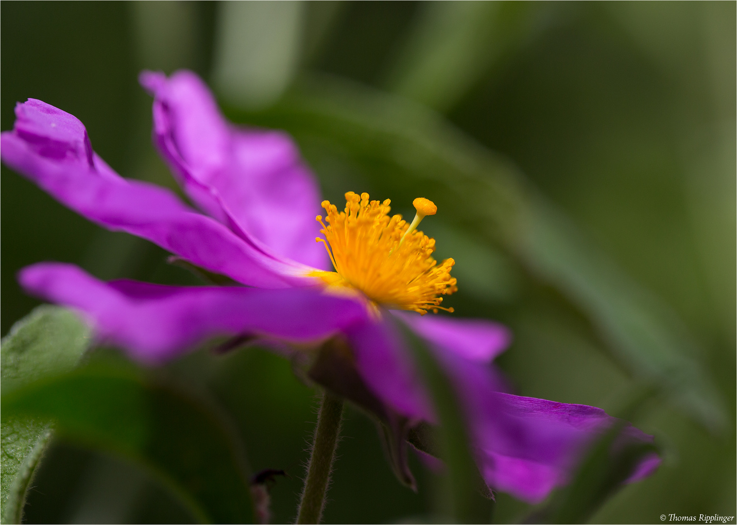 Graubehaarte Zistrose (Cistus incanus)