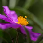 Graubehaarte Zistrose (Cistus incanus)