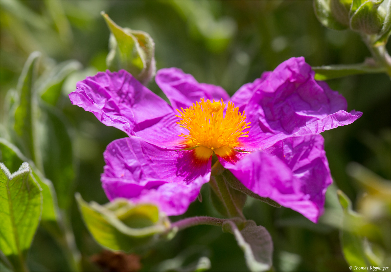 Graubehaarte Zistrose (Cistus incanus)......