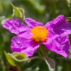 Graubehaarte Zistrose (Cistus incanus)......