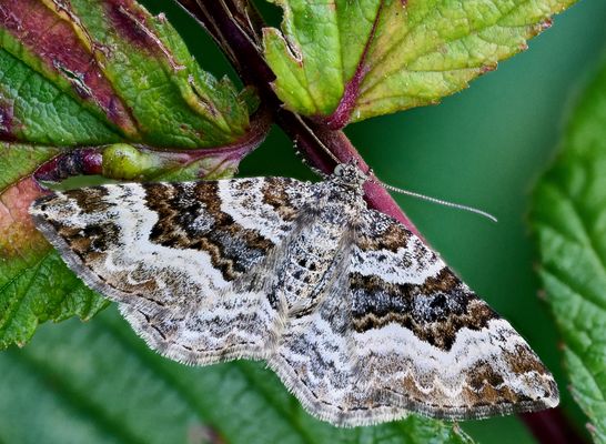 Graubinden-Labkrautspanner