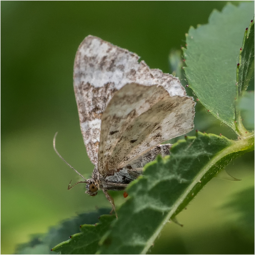 Graubinden-Labkrautspanner, Epirrhoe alternata .....