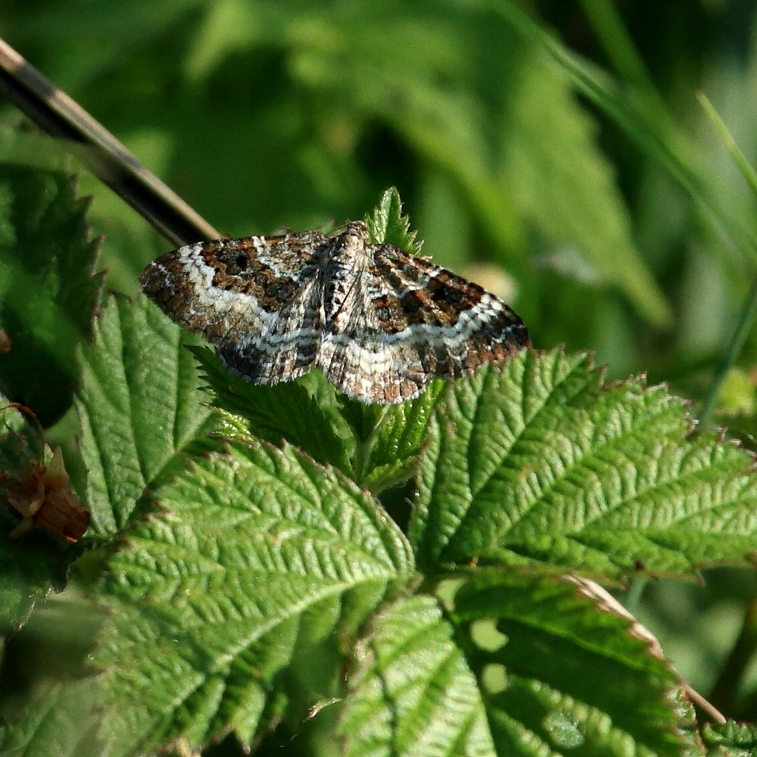 Graubinden-Labkrautspanner (Epirrhoe alternata)