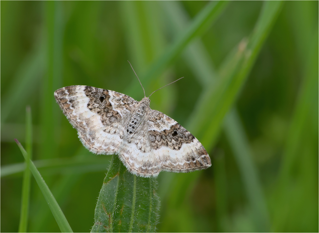 Graubinden-Labkrautspanner (Epirrhoe alternata)