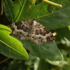 Graubinden-Labkrautspanner (Epirrhoe alternata)