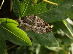 Graubinden-Labkrautspanner (Epirrhoe alternata)